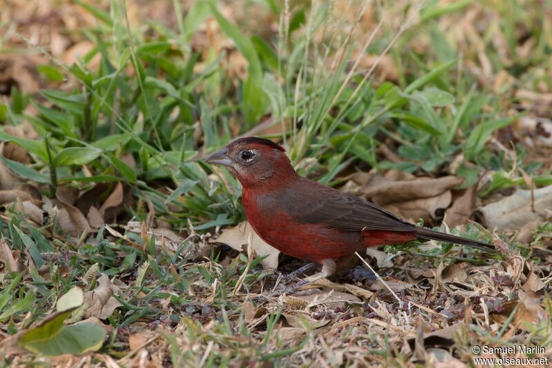 Red Pileated Finchadult