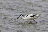 Avocette élégante