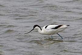 Pied Avocet