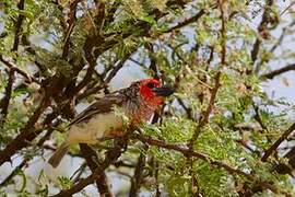 Vieillot's Barbet