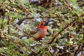 Vieillot's Barbet