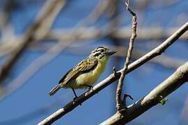 Yellow-fronted Tinkerbird