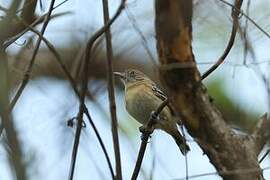 Bolivian Slaty Antshrike