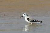 Bécasseau sanderling