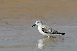 Bécasseau sanderling