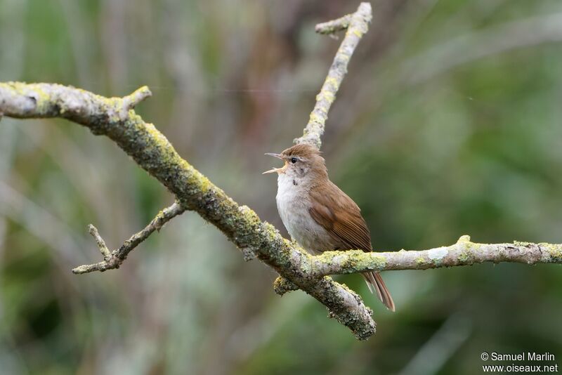 Cetti's Warbleradult, song