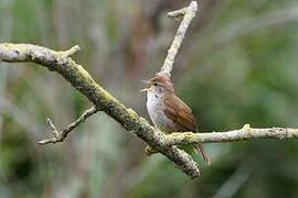 Cetti's Warbler