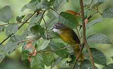 Bulbul à barbe blanche