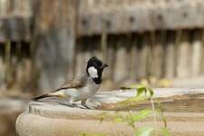 Bulbul à oreillons blancs