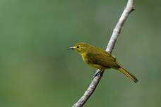 Bulbul à sourcils d'or