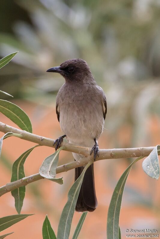 Bulbul des jardinsadulte