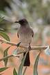 Bulbul des jardins