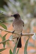 Common Bulbul