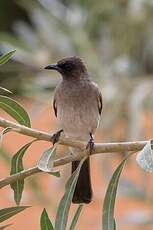 Bulbul des jardins