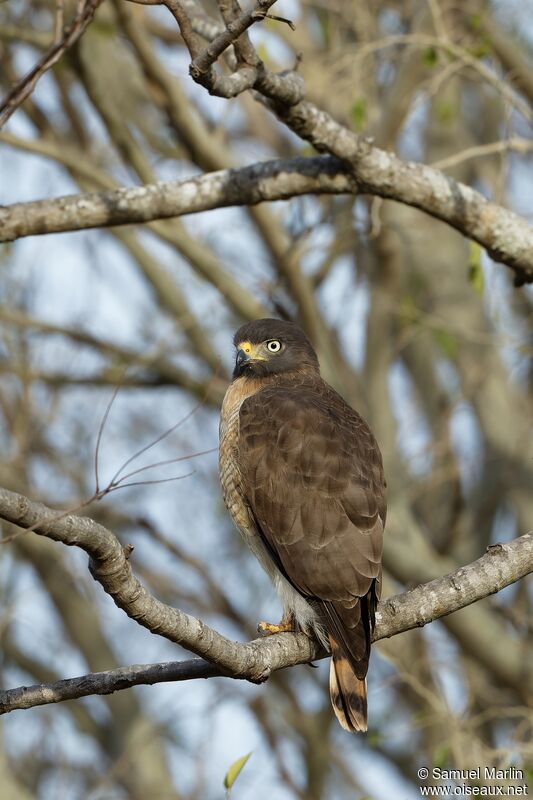 Roadside Hawkadult