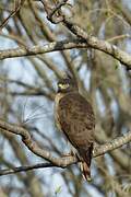 Roadside Hawk