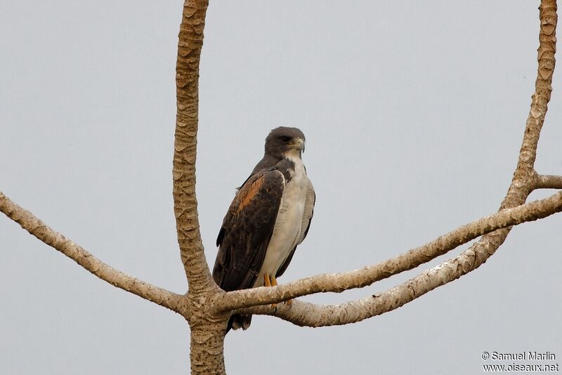 White-tailed Hawkadult