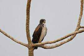 White-tailed Hawk