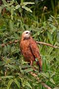 Black-collared Hawk