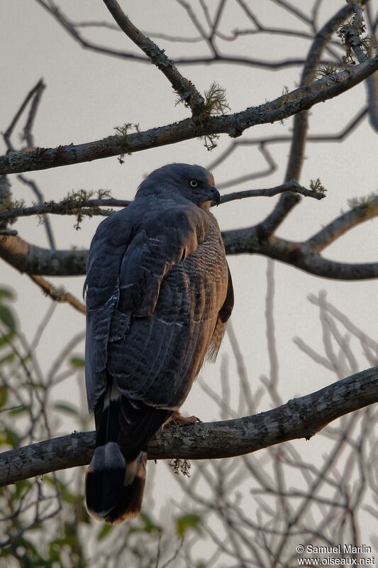 Grey-lined Hawkadult