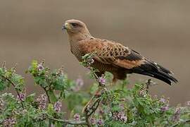 Savanna Hawk