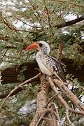 Western Red-billed Hornbill