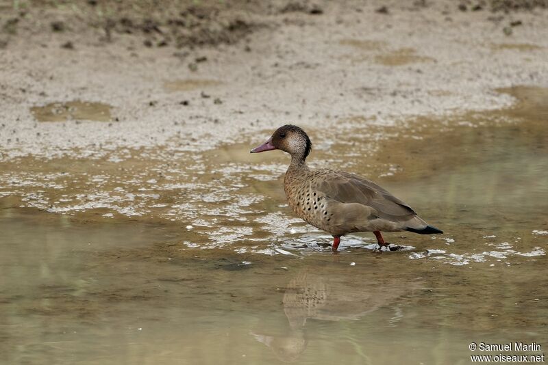 Brazilian Teal male adult