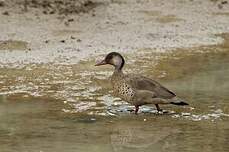 Canard amazonette