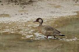 Brazilian Teal