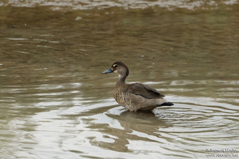 Brazilian Teal female adult