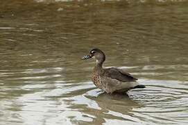 Brazilian Teal