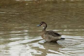 Canard amazonette