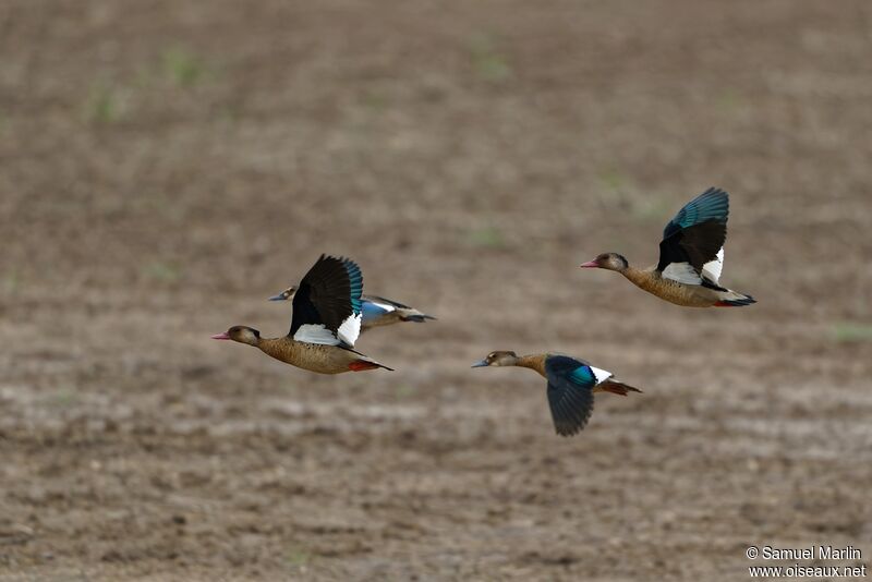 Brazilian Tealadult, Flight