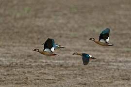 Brazilian Teal