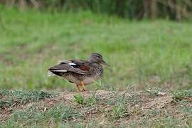 Gadwall