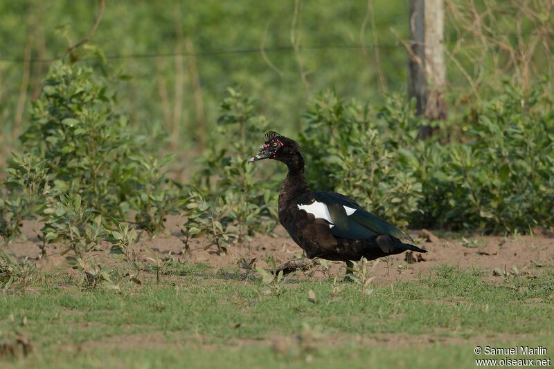 Muscovy Duckadult