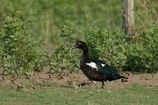 Canard musqué