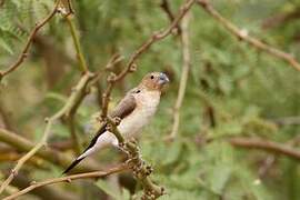 African Silverbill