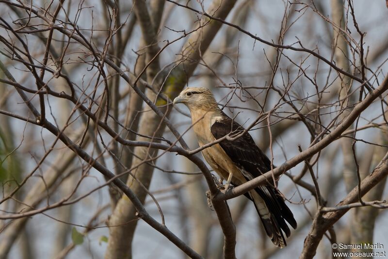 Yellow-headed Caracaraadult