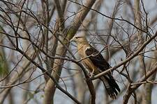 Caracara à tête jaune