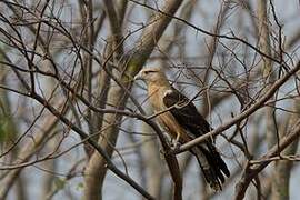 Yellow-headed Caracara