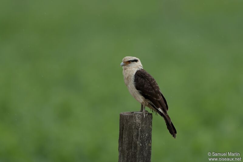 Yellow-headed Caracaraadult