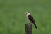 Caracara à tête jaune