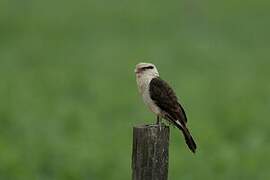 Yellow-headed Caracara