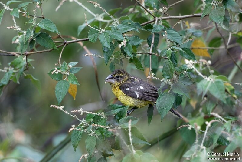 Black-backed Grosbeakjuvenile