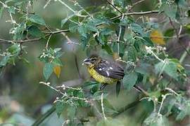 Black-backed Grosbeak