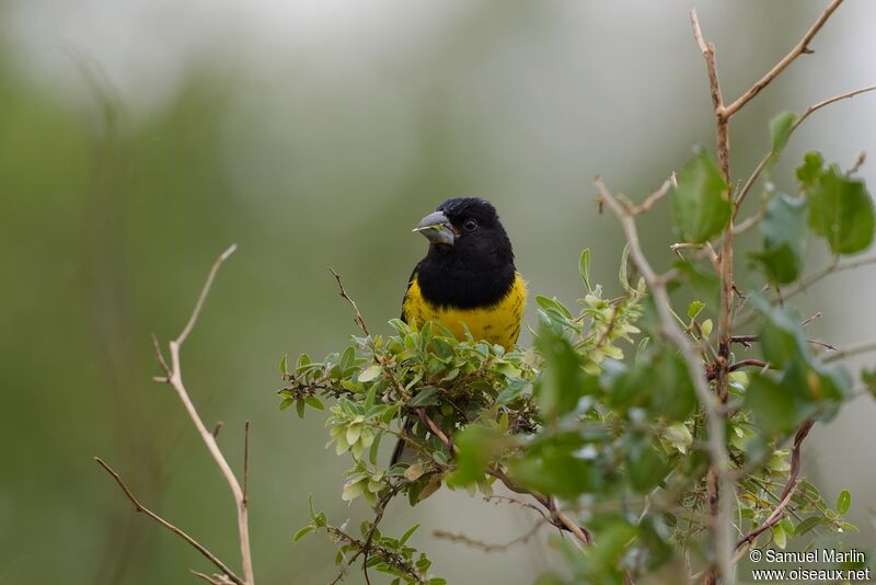 Black-backed Grosbeakadult