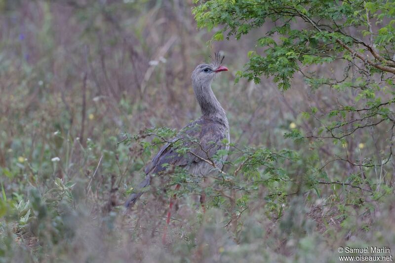 Red-legged Seriemaadult