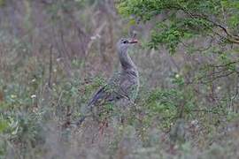 Red-legged Seriema