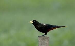 Crested Oropendola